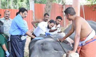 Elephant Overload Sparks Crisis!